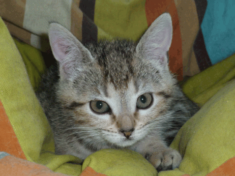 Oru, chatonne à adopter en région parisienne avec l'Association Solana