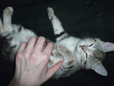 Oru, chatonne de 2 mois adoptée en novembre 2011 avec l'Association Solana