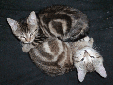 Oru et Origami, chatonnes à adopter en région parisienne avec l'Association Solana