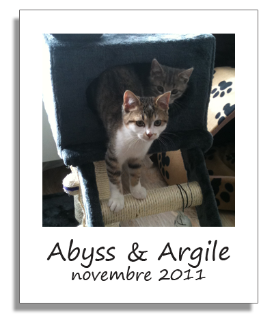 Abyss-Griffon et Argile-Gargouille, chatons adoptés avec Solana en novembre 2011