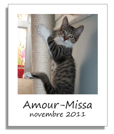 Amour-Missa, chatonne adoptée avec Solana en novembre 2011