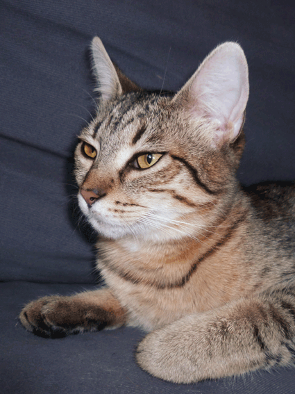 Bibi, petite chatte aux yeux d'or