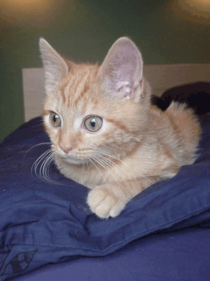 Fly, chaton roux de 3 mois à adopter en région parisienne avec l'Association Solana