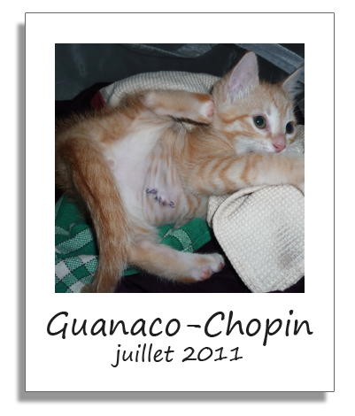 Guanaco-Chopin, chaton adopté avec Solana en juillet 2011