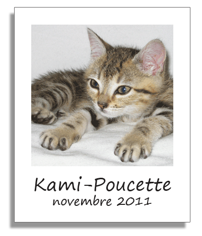 Kami-Poucette, chatonne adoptée avec Solana en novembre 2011
