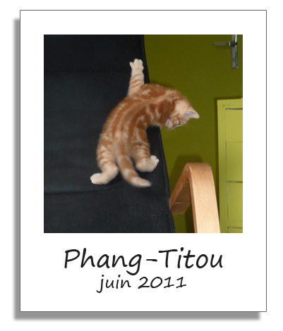 Phang-Titou, chaton adopté avec Solana en juin 2011