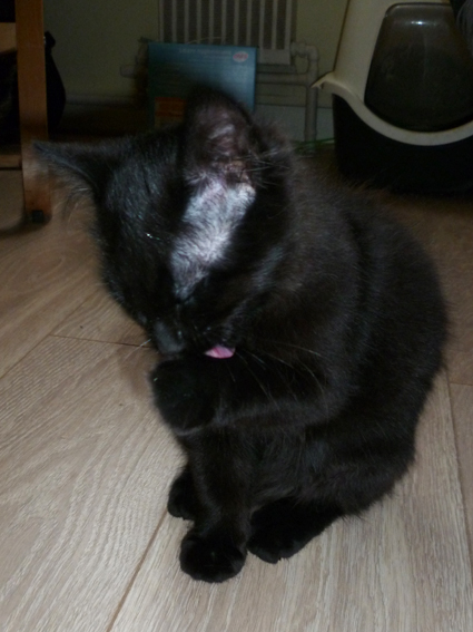 Klug, chaton noir à poils mi-longs, adopté en janvier 2012 avec l'Association Solana