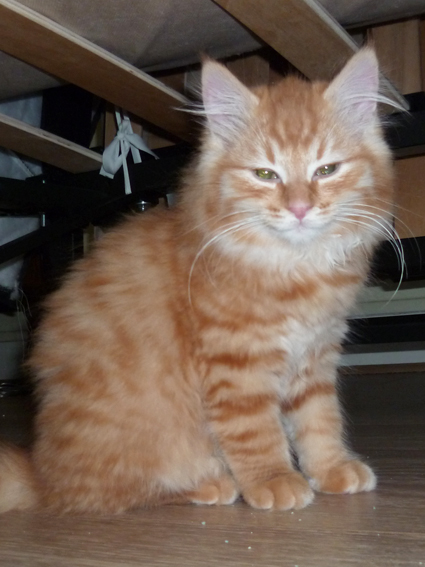 Doubitchou, chaton roux à poils longs à adopter en région parisienne avec l'Association Solana