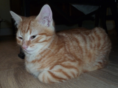 Schpozis, chaton roux à adopter en région parisienne avec l'Association Solana
