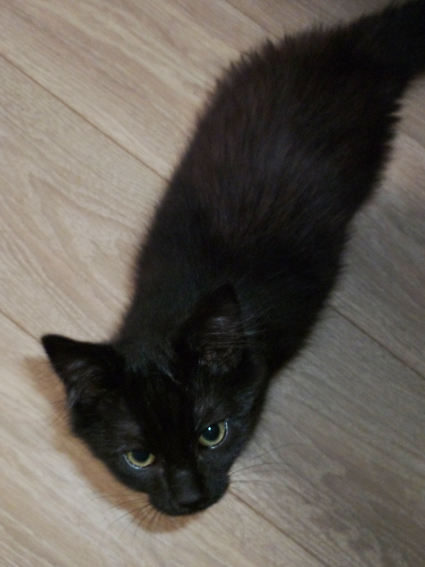 Klug, chaton noir à poils mi-long, à adopter en région parisienne avec l'Association Solana