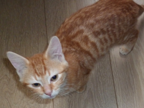 Schpozis, chaton roux à adopter en région parisienne avec l'Association Solana